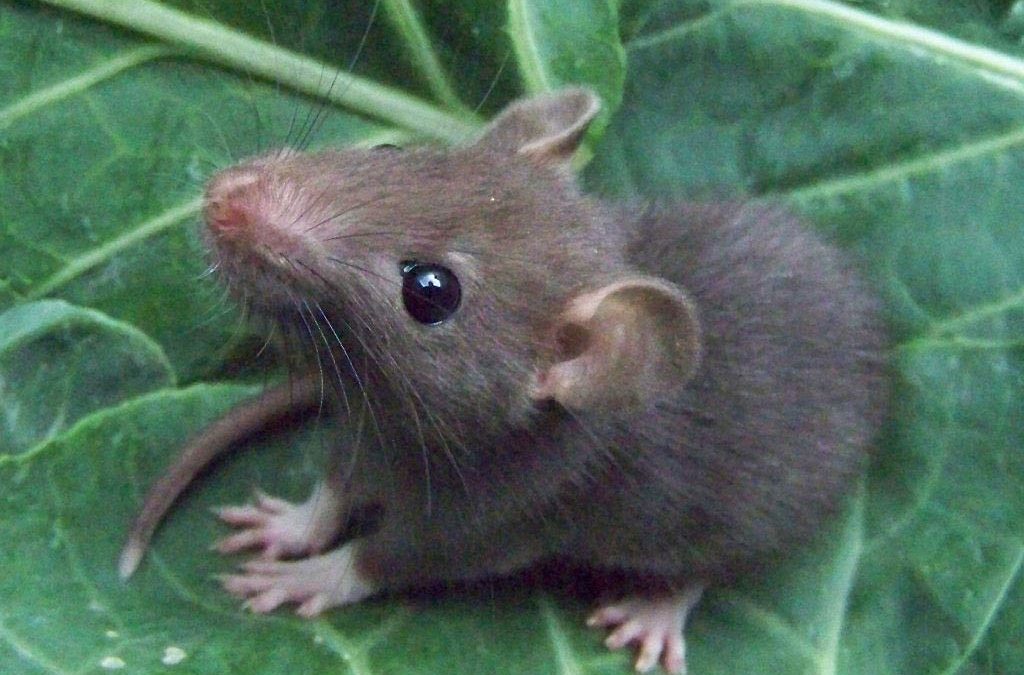 Ökat antal råttor